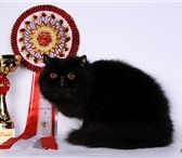 Изображение в Домашние животные Вязка Персидский котик,  окрас черный,  экстремал, в Москве 4 000