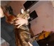 Изображение в Домашние животные Вязка Опытный кот породы мейн-кун приглашает на в Пензе 10 000
