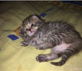 Продам милых котят 1183412 Другая порода фото в Нижнекамске