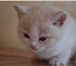 Продаю клубных шотландских котят пушистые комочки 171210  фото в Череповецке