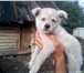 Foto в Домашние животные Отдам даром Отдается щенок в хорошие, любящие и заботливые в Нижнекамске 0