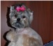 Изображение в Домашние животные Услуги для животных Для тех кто любит своих маленьких собачек)Предлагаю в Санкт-Петербурге 1 000