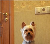 Foto в Домашние животные Вязка собак Порода: Йоркширский ТерьерДата рождения: в Ульяновске 3 000