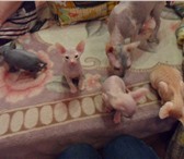 Котята продам 1884469 Донской сфинкс фото в Североуральск