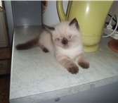 Чудесный котик-экзотик шоколад-пойнт 2522134 Экзотическая короткошерстная фото в Санкт-Петербурге