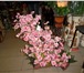 Фото в Домашние животные Растения продаётся иск.дерево сакуры(собств.производство) в Москве 1 850