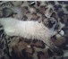 Фото в Домашние животные Вязка Бирманская кошечка без родословной ищет себе в Саранске 0