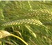 Фото в Домашние животные Растения ООО «Семена юга» продает:семена ярового ячменя:1.прерия в Краснодаре 10