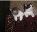 Милые котята ищут дом 2377700 Домашняя кошка фото в Москве