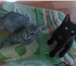 Изображение в Домашние животные Отдам даром Умные, приученные к лотку, котята (коты) в Тольятти 1