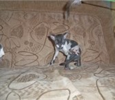 Продаю котят корниш-рекс 1050933 Корниш-рекс фото в Саратове