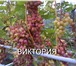 Foto в Домашние животные Растения Продаю саженцы винограда с закрытой корневой в Иваново 500