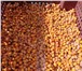 Foto в Прочее,  разное Разное Продам облепиху урожая 2020 года:Облепиха в Красноярске 100