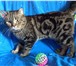 Изображение в Домашние животные Вязка Шотландский прямоухий котик страйт окраса в Зеленоград 3 000