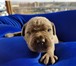 Перспективные щенки кане корсо от чемпионов 3665225 Кане-корсо фото в Москве