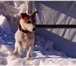Фото в Домашние животные Вязка собак ищит девочку в Оренбурге 0