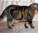 Изображение в Домашние животные Вязка Молодой,крупный,красивый шотландский кот в Солнечногорск-2 2 500