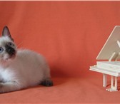 Продам котят редкой породы меконгский бобтейл 136998  фото в Владивостоке