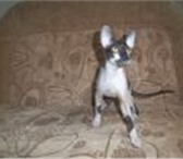 Продаю котят корниш-рекс 1136475 Корниш-рекс фото в Саратове