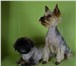 Изображение в Домашние животные Услуги для животных Профессиональная стрижка собак и кошек с в Новороссийске 700