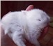 Фотография в Домашние животные Грызуны Продам белоснежных карликовых домашних кроликов в Нижнекамске 1 500