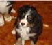 Фото в Домашние животные Другие животные Продаются клубные щенки Бернского Зенненхунда в Москве 30 000