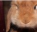 Foto в Домашние животные Грызуны Отдаю кролика в хорошие руки. Добрый, чистоплотный, в Екатеринбурге 2 000
