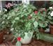 Изображение в Домашние животные Растения Продаю комнатные растения на любой вкус и в Владимире 100