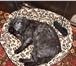 Фото в Домашние животные Разное Молодой (1,5 года) вислоухий красавец окраса в Саров 0