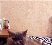 Foto в Домашние животные Вязка красивая, очаровательная дама ищет котика в Москве 0