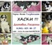 В продаже чёрно-белые и белые щеночки хаски 3802248 Сибирский хаски фото в Медвежьегорск