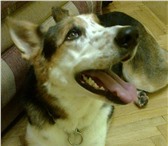 Фотография в Домашние животные Потерянные Потерялась собака, девочка, стерилизована, в Мытищах 0