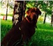 Изображение в Домашние животные Вязка собак Очаровательный кабель, шоколадного окраса в Москве 10 000