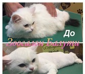 Foto в Домашние животные Услуги для животных Дома кот? Много линяющей шерсти, не даются в Москве 1 500