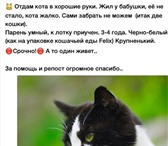 Фото в Домашние животные Отдам даром хороший кот. живет один. Жалко отдавать в в Перми 0