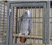 Изображение в Домашние животные Птички Продаю жако краснохвостых ,  бурахвостых, в Санкт-Петербурге 0