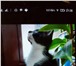 Отдаю в дар котенка 5021284 Японский бобтейл фото в Москве