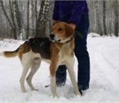 ОТДАМ в добрые руки КОБЕЛЯ ГОНЧЕЙ, Собака умная, молодая, просто красавец, В руки только серьезны 66890  фото в Новосибирске