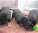 Foto в Домашние животные Вязка собак Продам щенков Ротвейлера, родились 27.07.2013 в Омске 6 000