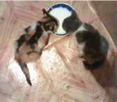 Foto в Домашние животные Отдам даром Отдам красивых,  умных,  послушных котят, в Красноярске 0