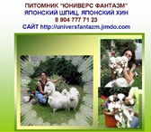 Щенки японского шпица и японского хина 171359  фото в Волгограде