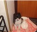 Изображение в Домашние животные Отдам даром Отдам даром щенка (девочка) цвет черно с в Тольятти 0