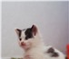 Foto в Домашние животные Отдам даром Трое котят-мальчишек и их мама ищут добрых в Петрозаводске 0
