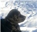 Фотография в Домашние животные Вязка собак мальчик 1г.8 мес. черный.с хорошей родословной.привитый. в Челябинске 0