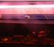 Foto в Домашние животные Рыбки Аквариум 270-300 литров!Стеллаж(3 полки)! в Ульяновске 3 500