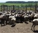 Фотография в Домашние животные Другие животные Продаются бараны, овцы и ягнята оптом и в в Москве 190