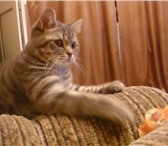 Изображение в Домашние животные Вязка молодой активный котик,  окрас мраморный, в Екатеринбурге 2 000
