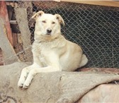 Фотография в Домашние животные Отдам даром Замечательная Леся на охрану!прекрасно сидит в Челябинске 0