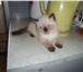 Чудесный котик-экзотик шоколад-пойнт 2522134 Экзотическая короткошерстная фото в Санкт-Петербурге