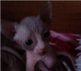 Котята канадского сфинкса 1338443 Канадский сфинкс фото в Великом Новгороде